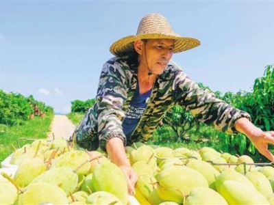 昌江农业结构持续优化 全域全季旅游发展效果明显